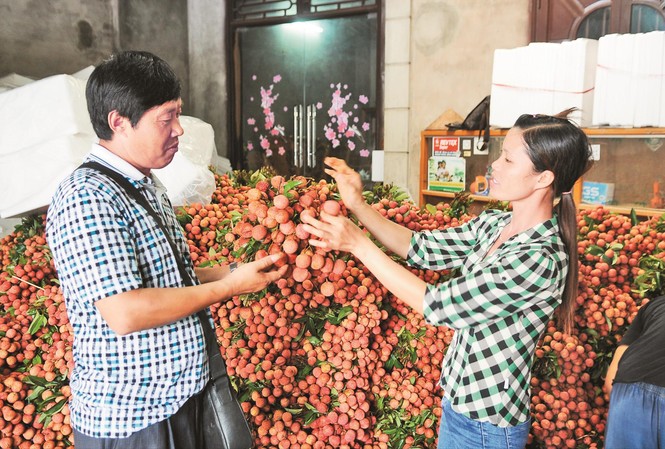 Kỳ vọng vải thiều “được mùa, được giá” Sản lượng vải thiều Bắc Giang năm 2019 có giảm, nhưng dự báo sẽ giá cao. Ảnh: Bình Phương