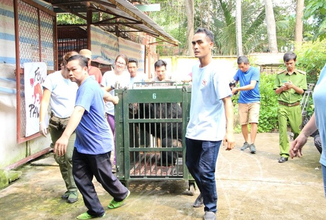 Giải cứu 6 cá thể gấu bị nuôi nhốt lấy mật ở Bình Dương Giải cứu 6 cá thể gấu bị nuôi nhốt lấy mật ở Bình Dương
