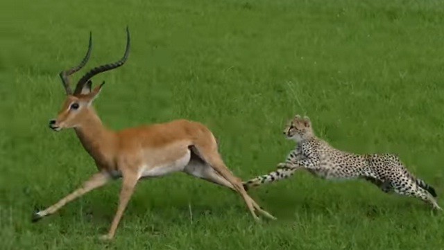 Miếng ăn đến miệng, báo cheetah vẫn bỏ lỡ đáng tiếc Miếng ăn đến miệng, báo cheetah vẫn bỏ lỡ đáng tiếc