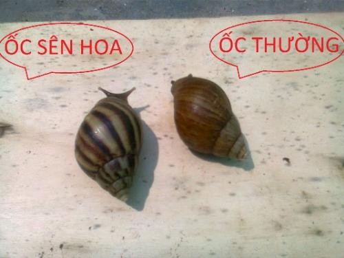 Ốc sên chữa hen suyễn, giải độc hiệu quả Ảnh minh họa: Internet