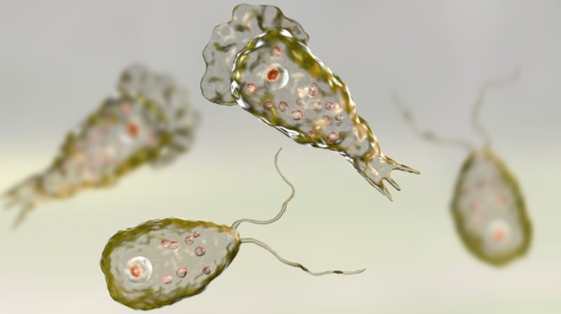 Đi bơi, bé gái nhiễm amip ăn não người Sinh vật đơn bào Naegleria fowleri thường được gọi là amip ăn não người. Ảnh: Biospace.