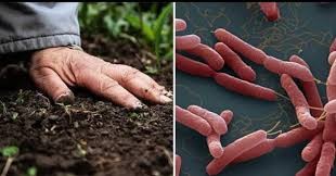 Bình Định: Ghi nhận một bệnh nhân nhiễm vi khuẩn Whitmore Để phòng bệnh Whitmore, cần hạn chế tiếp xúc với đất hoặc nước bùn, đặc biệt là những nơi bị ô nhiễm nặng...