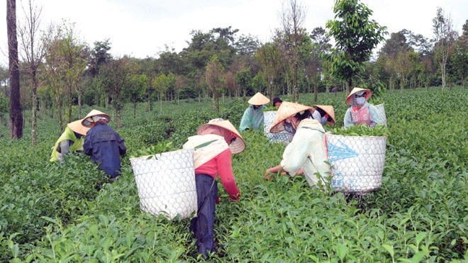VietinBank với sự nghiệp phát triển nông nghiệp nông thôn VietinBank đã dành trên 72.000 tỷ đồng cho vay khu vực NNNT