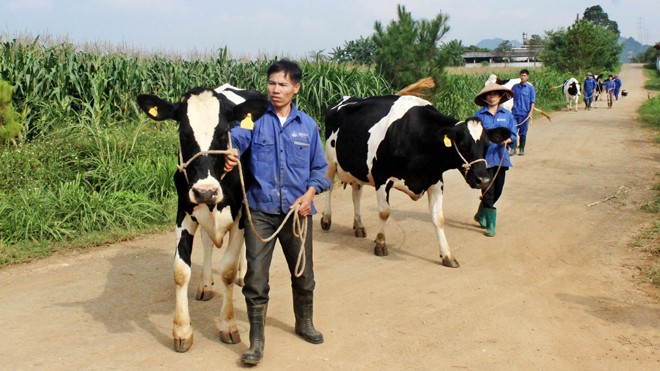 Sẵn sàng trước hội thi “Hoa hậu bò sữa” Mộc Châu Các “thí sinh” tham gia sơ tuyển cụm trước ngày chung kết diễn ra ngày 14-15/10 tới