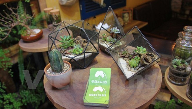 Độc đáo thú chơi cây cảnh trong bình thủy tinh chốn Hà Thành Những chậu cây Terrarium nhỏ nhắn trong cửa hàng cà phê của anh Dũng. Ảnh: Minh Sơn-Thanh Huyền/Vietnam+.