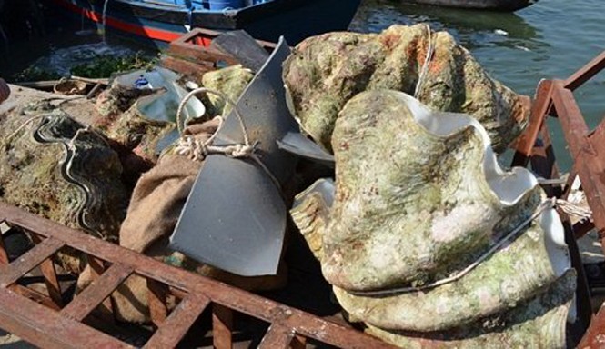Những động vật khổng lồ 'khó tin' trên trái đất Những động vật khổng lồ 'khó tin' trên trái đất