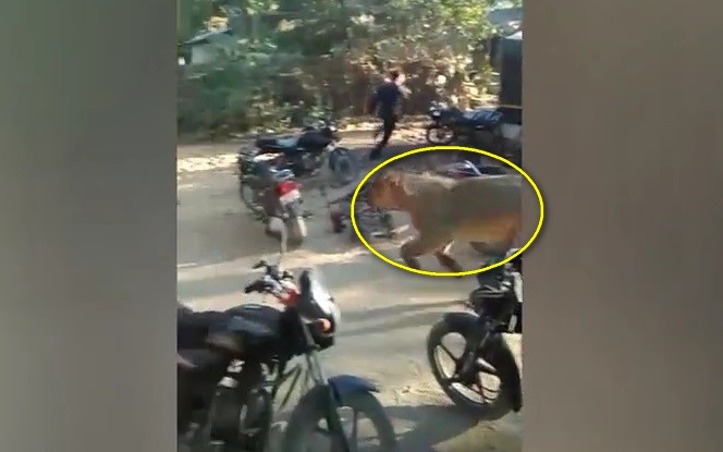 Video: Sư tử xông thẳng vào làng, đám đông kinh hãi bỏ chạy Video: Sư tử xông thẳng vào làng, đám đông kinh hãi bỏ chạy