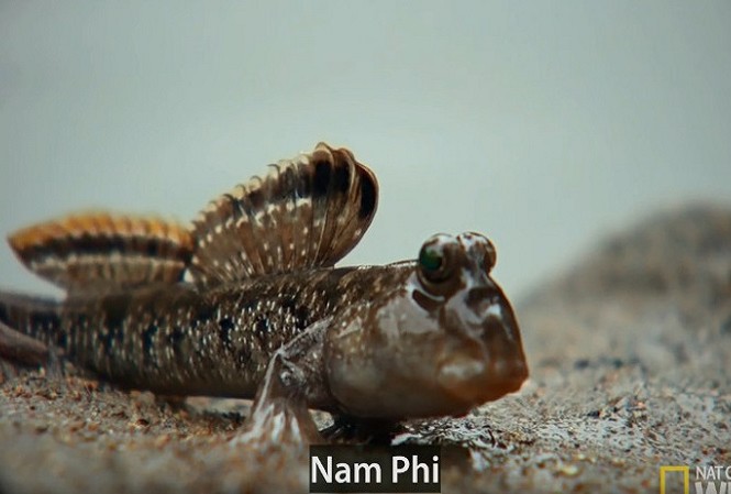 Trận kịch chiến giành lãnh thổ của loài cá biết đi trên cạn Trận kịch chiến giành lãnh thổ của loài cá biết đi trên cạn