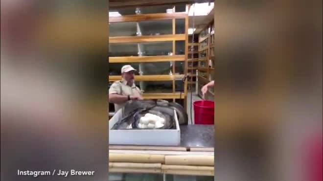 Video: Trăn khổng lồ cắn ngập răng vào người để bảo vệ trứng Video: Trăn khổng lồ cắn ngập răng vào người để bảo vệ trứng