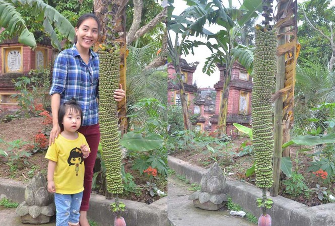 Tận thấy cây chuối trăm nải nghìn quả ở Hà Nội Cây chuối nằm ở trong khuôn viên của chùa Keo.