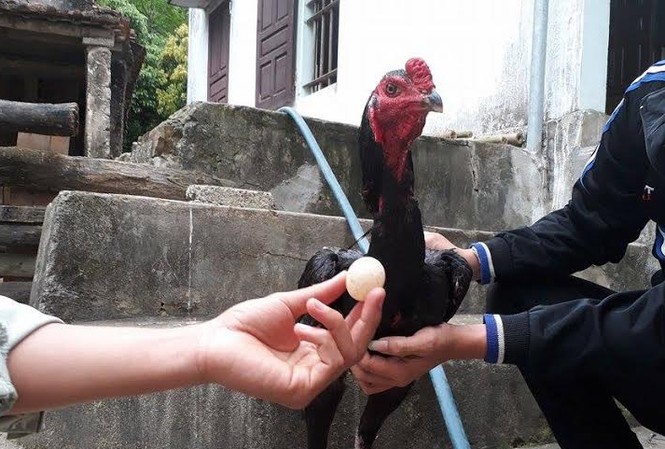Chuyện lạ: Gà trống chọi đẻ trứng Con gà trống và quả trứng được nó đẻ ra.