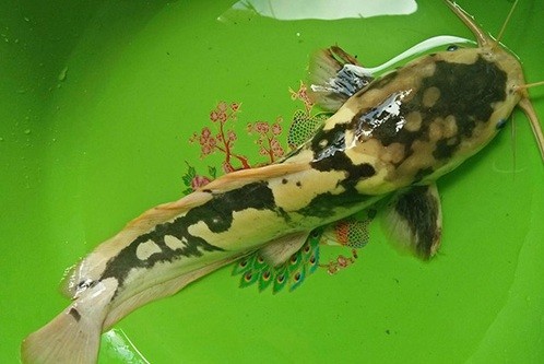 Lạ kỳ cá trê có hoa văn như bò sữa ở miền Tây Cá trê được anh Hòa nuôi làm kiểng. Ảnh: Tân Duy.