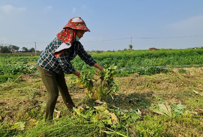 Nghệ An: Rau ế ẩm, nông dân mang về... cho bò ăn Nghệ An: Rau ế ẩm, nông dân mang về... cho bò ăn