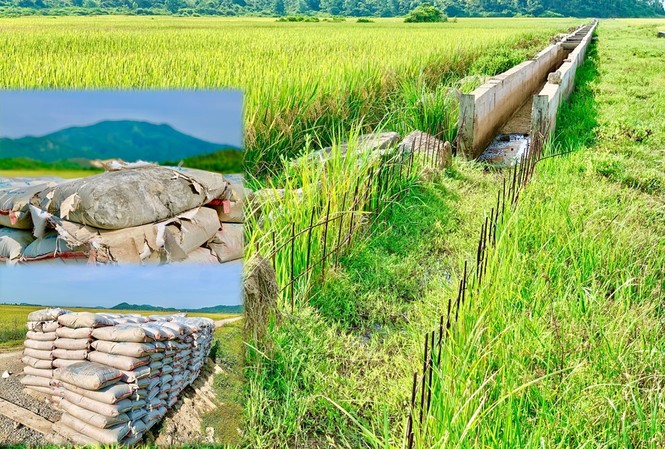 Nhà thầu 'bặt vô âm tín', hàng chục tấn xi măng hóa đá giữa cánh đồng Nhà thầu 'bặt vô âm tín', hàng chục tấn xi măng hóa đá giữa cánh đồng