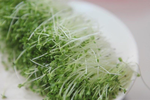 Nhiều lợi ích bất ngờ của rau mầm Nhiều lợi ích bất ngờ của rau mầm