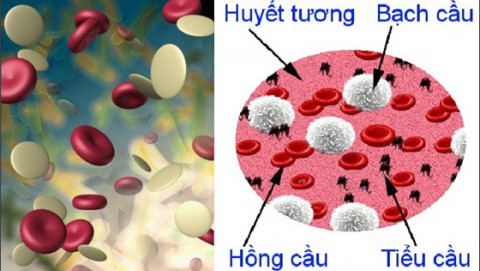 Nguyên nhân và cách xử lý khi bị giảm tiểu cầu Nguyên nhân và cách xử lý khi bị giảm tiểu cầu