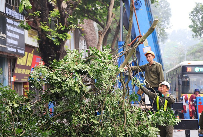 Hà Nội sẽ kiểm soát cây xanh bằng phần mềm hiện đại Hà Nội sẽ kiểm soát cây xanh bằng phần mềm hiện đại