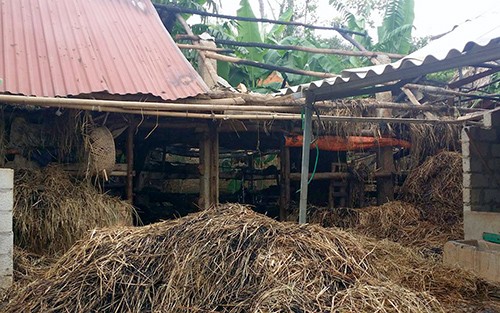 Thi thể nam sinh chết cháy trên gác xép chứa rơm Khu vực chuồng nuôi gia súc, nơi phát hiện thi thể nam sinh Đạt. Ảnh: Đ.H