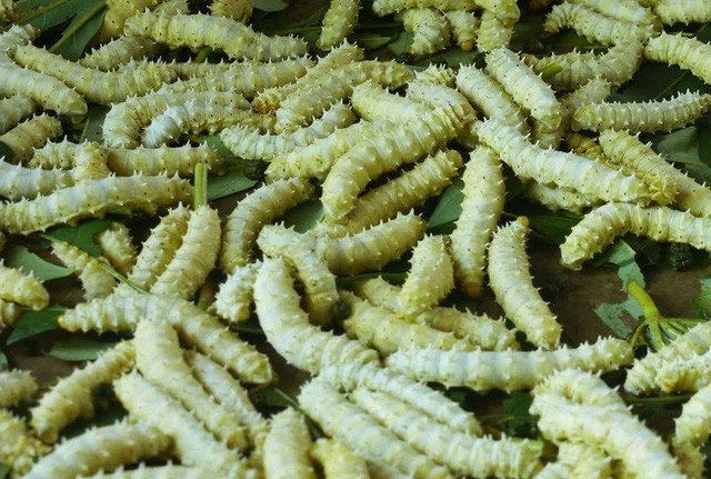 Mua mẻ tằm tươi sống lúc nhúc về ăn: Đại bổ như sâm Thay bằng ăn nhộng tằm, giờ đây nhiều người chuyển qua ăn tằm tươi sống