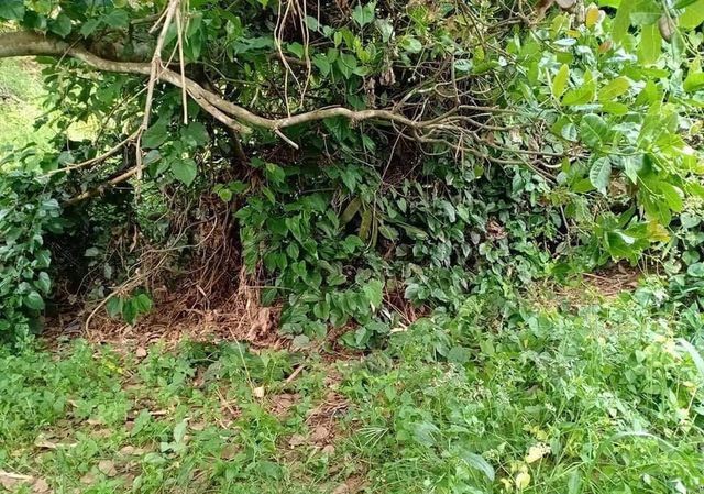 Vụ thi thể không nguyên vẹn trong bụi rậm: Nạn nhân 'mất tích' 2 tháng trước đó Vụ thi thể không nguyên vẹn trong bụi rậm: Nạn nhân 'mất tích' 2 tháng trước đó