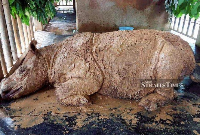 Cá thể tê giác Sumatra cuối cùng của Malaysia qua đời vì ung thư Cá thể tê giác Sumatra cuối cùng của Malaysia chết hôm 24/11.
