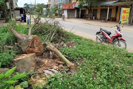Công an môi trường vào cuộc vụ 'chặt cây xanh đòi vỉa hè' Cây xanh bị chặt hạ ở xã Bình Yên. Ảnh: Trường Phong