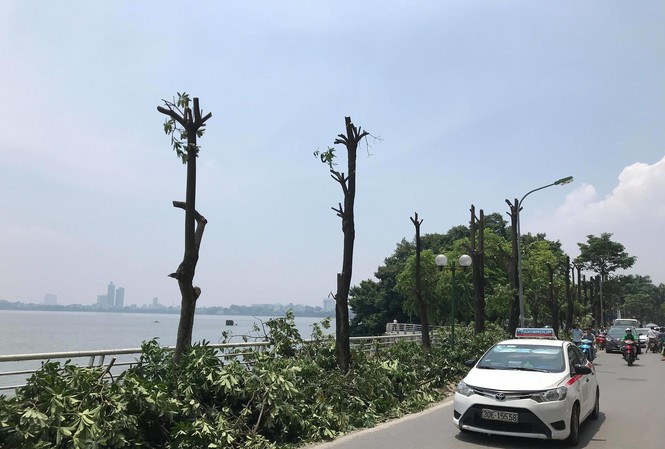 Thực hư việc trồng hoa sữa giúp ngăn mùi bãi rác Nam Sơn Những cây hoa sữa được cắt cành, chuẩn bị được vận chuyển để trồng ở bãi rác Nam Sơn. Ảnh: QP