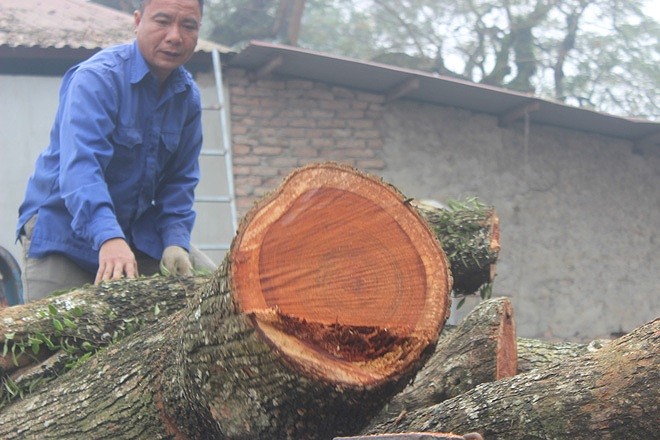 Vụ đấu giá gỗ sưa 'trăm tỷ' ở Hà Nội phải chờ trưởng thôn mới Lô gỗ sưa trăm tỷ ở Phụ Chính vẫn chưa thể bán đấu giá
