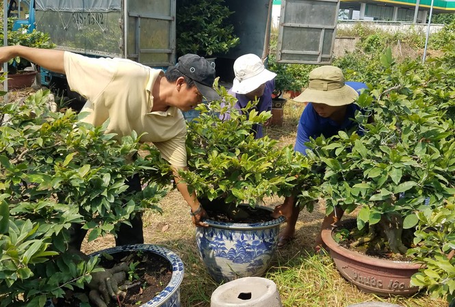 Mai vàng, hoa Tết nhộn nhịp xuống phố Nhà vườn Thủ Đức vận chuyển mai tết tung ra thị trường