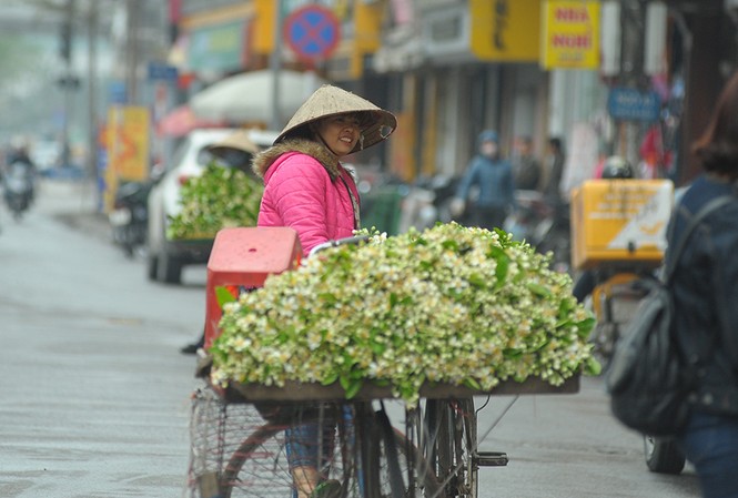 Hoa bưởi dịu dàng về trên phố ngày xuân Hoa bưởi dịu dàng về trên phố ngày xuân