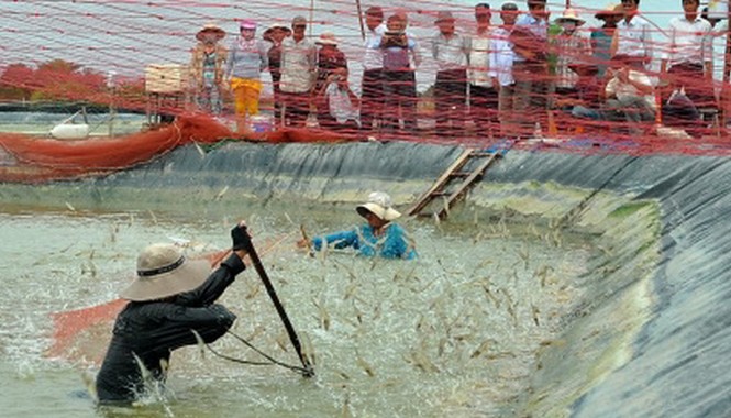 Nuôi tôm khép kín Bà Lâm Kim Huệ đang thu hoạch tôm nuôi khép kín. ẢNH: NGỌC HUYỀN