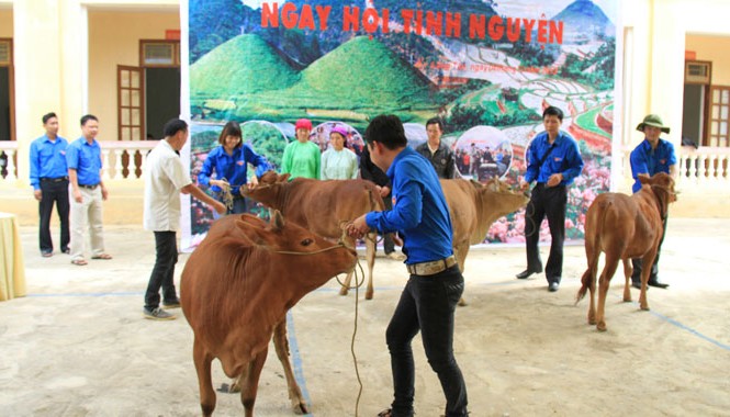 Hoạt động tình nguyện: Cần thực chất Các đoàn viên, thanh niên phải rất khó khăn mới đưa được bò lên sân khấu để chụp lại khoảnh khắc trao tặng cho người nghèo. Ảnh: Trường Phong