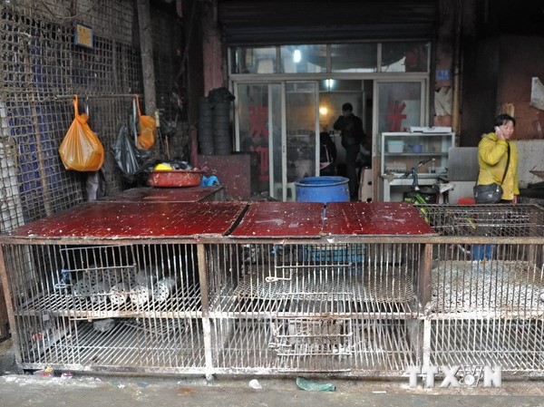 Virus H7N9 có thể tấn công Việt Nam và một số nước châu Á Các chợ gia cầm ở thủ phủ Trường Sa, tỉnh miền trung Hồ Nam đã dừng bán gia cầm. Ảnh: THX/TTXVN