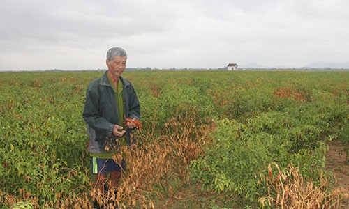 Người trồng ớt trắng tay vì công ty Trung Quốc bỏ chạy Nhiều ruộng ớt chín rục bị nông dân bỏ mặc vì doanh nghiệp Trung Quốc không thu mua như cam kết. Ảnh: NLD.