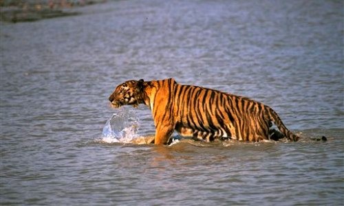 Con trai bất lực nhìn hổ lao lên thuyền vồ cha Một con hổ Bengal đang lội nước ở Ấn Độ. Ảnh: AP