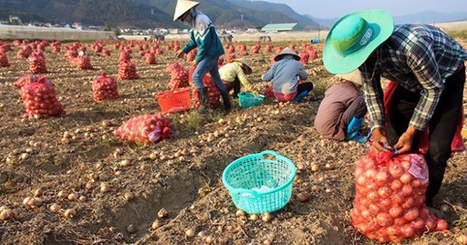 Khoai tây, hành Đà Lạt tăng giá từng ngày Khoai tây, hành Đà Lạt tăng giá từng ngày