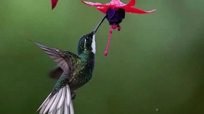 1001 thắc mắc: Loài chim nào có thể bay lùi? Chúng là loài chim duy nhất có thể bay lùi do cánh của chúng có thể hoạt động tự do theo chiều hướng của vai.
