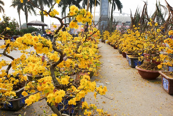 1001 thắc mắc: Chăm sóc hoa mai sau Tết, có khó không? 1001 thắc mắc: Chăm sóc hoa mai sau Tết, có khó không?