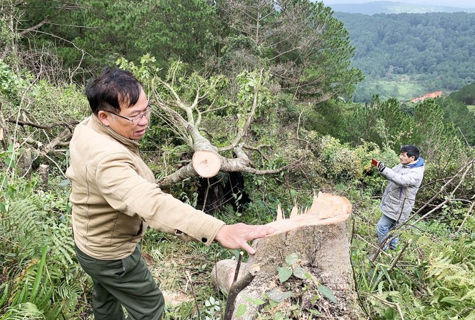 Bắt quả tang 11 đối tượng ngang nhiên chặt hạ cây rừng giữa ban ngày Hiện trường vụ phá rừng gần trung tâm TP.Đà Lạt