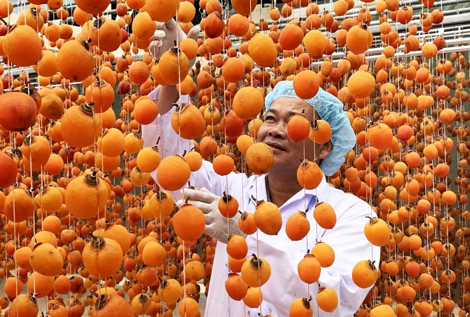 Làng hồng lâu đời nhất miền Nam hồi sinh Anh Mai Xuân Long đi đầu trong việc sấy gió quả hồng