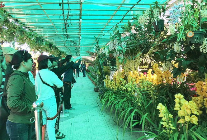 1.500 chậu lan đua hương sắc tại hội thi Sắc màu hoa Lan Việt Nam Đông đảo du khách tham quan khu vực triển lãm hoa lan