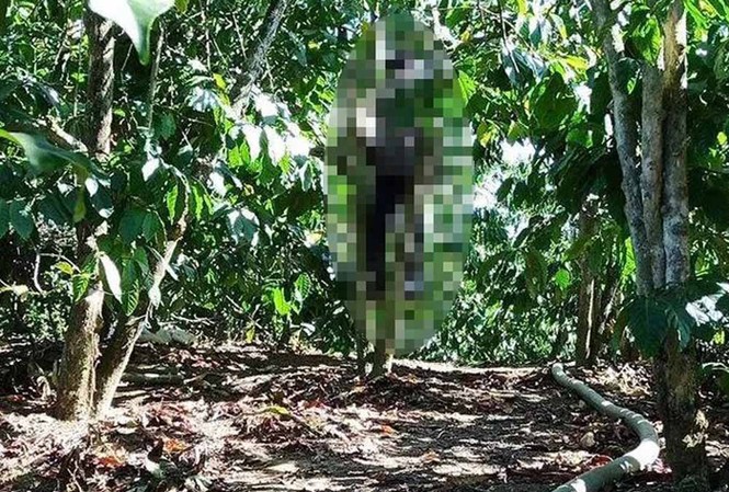 Phát hiện người làm công treo cổ chết trong vườn cà phê Hiện trường vụ việc