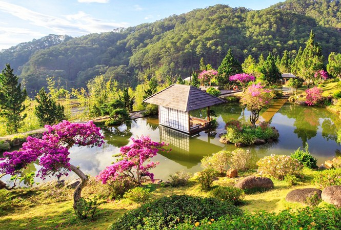 Nhiều loài hoa dại thành bon sai trăm triệu ở Đà Lạt Kiểng hoa giấy nhuộm hồng Quê garden