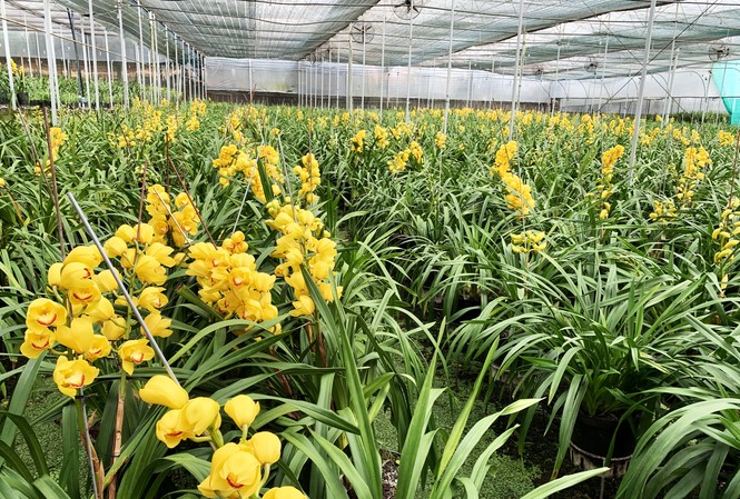 Địa lan Đà Lạt đua nở trước Tết, người trồng 'như ngồi trên lửa' Vườn hoa địa lan ở Phường 8 nở trước Tết 2 tháng.