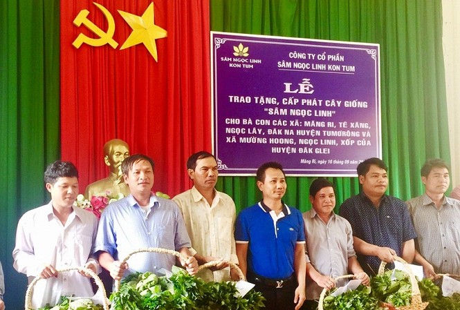 Trao tặng 46.500 cây sâm Ngọc Linh giống tại vùng cao Kon Tum Công ty sâm Ngọc Linh đã trao tặng tổng cộng 46.500 cây sâm Ngọc Linh giống cho người dân ở 2 huyện ở Kon Tum