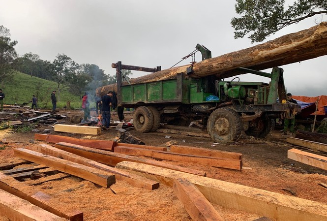 Khởi tố nhóm đối tượng phá rừng khu vực giáp ranh Đắk Lắk – Khánh Hòa Hiện trường vụ hủy hoại rừng