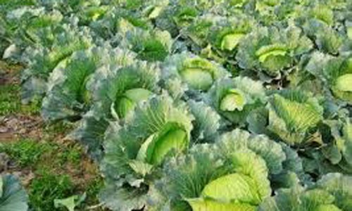 Phòng trừ loài 'siêu nhân' gây hại rau màu Ảnh minh họa