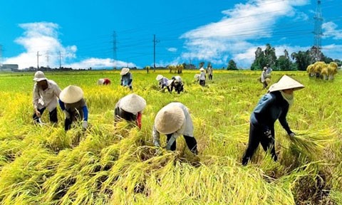 'Chơi sòng phẳng' với DN: Nông dân cũng phải chuyên nghiệp 'Chơi sòng phẳng' với DN: Nông dân cũng phải chuyên nghiệp