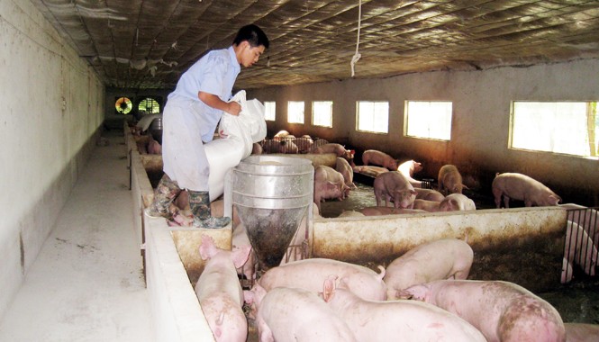 'Bóng ma' chất cấm bao phủ ngành chăn nuôi Việc sử dụng chất cấm khiến ngành chăn nuôi thiệt hại hàng nghìn tỷ đồng, người tiêu dùng tẩy chay. Ảnh: Bá Minh.