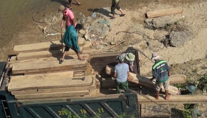 Thu giữ 100 tấm gỗ pơ mu quý hiếm Cơ quan chức năng tiến hành thu giữ, kiểm tra số gỗ Pơ Mu.
